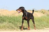 DOBERMANN 893